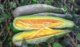 各种网红的瓜去哪吃,跟随网红脚步，探寻美食天堂